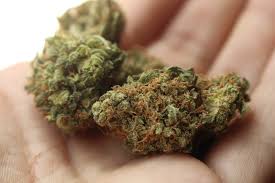 Her er min viden om medicinsk cannabis