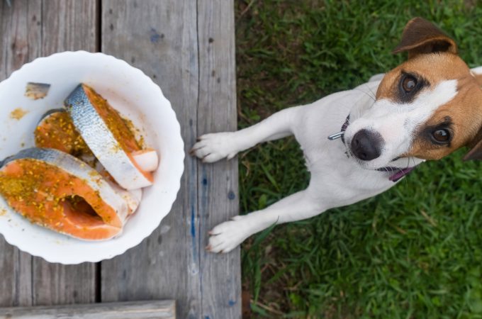Laks som fedtkilde til dyrefoder